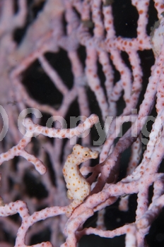 Hippocampus denise;Indonesia;Lembeh;Lembeh Strait;North Sulawesi;Pygmy Seahorse;Sea Fan;Sulawesi;Syngnathidae;camouflage;fish;gorgonian sea fan;pink;small;supermacro;tiny;vertical